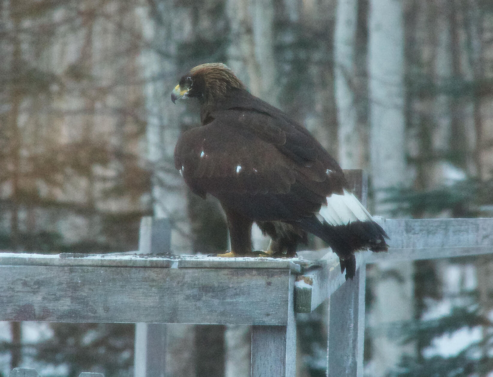 3. Golden eagle by Don Hampton.jpg